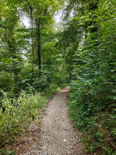 Burg Hohennagold und Wald zwischen Nagold und Waldach