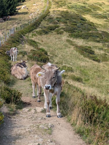 Riedberger Horn Rundweg