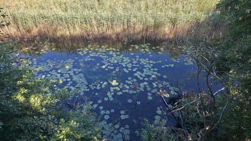 Müritz Westseite - Boek - Speck