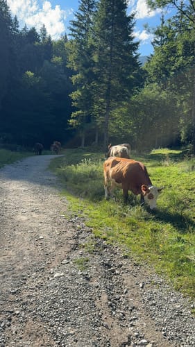 Kleiner Illing ab Ohlstadt