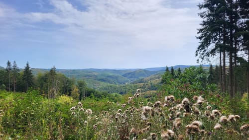 Wald & Flur (Pittersdorf)