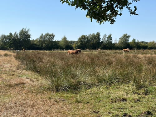 Himmelmoor: Nulldamm und Kleiner Knust