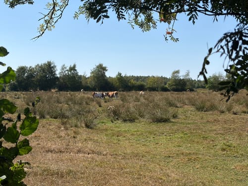 Himmelmoor: Nulldamm und Kleiner Knust