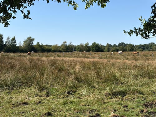 Himmelmoor: Nulldamm und Kleiner Knust