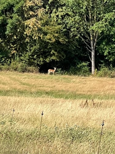 Historischer Wanderweg Heinsen (Hn 1)