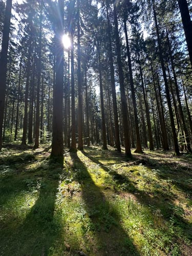 Am Kalten Feld - Greifensteine