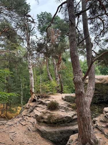 In der Schavener Heide