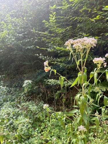 Schwalberstieg (Traumpfad)