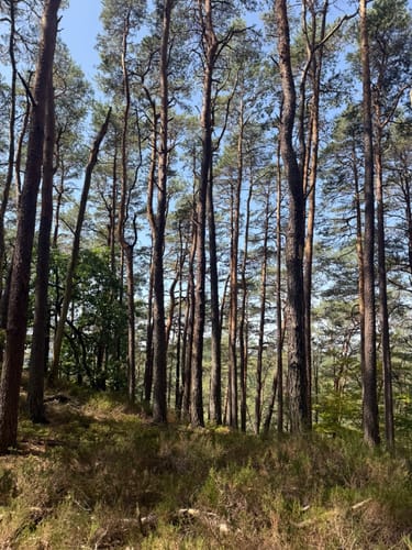 Dimbacher Buntsandstein Höhenweg (Premiumwanderweg)