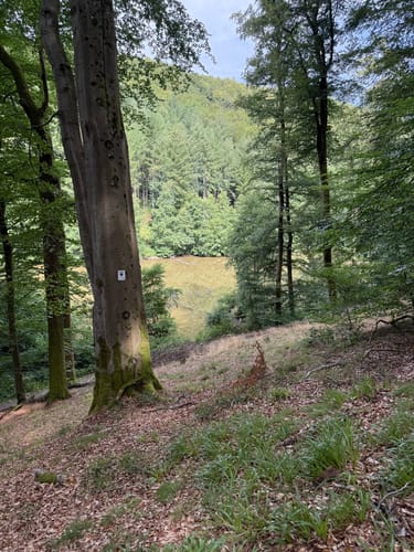 Ensheimer Brunnenweg (Premiumwanderweg)