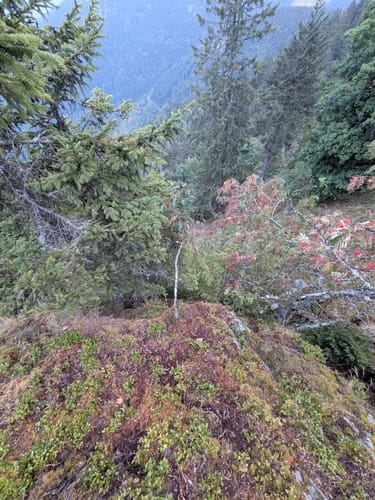 Belchensteig (Genießerpfad)