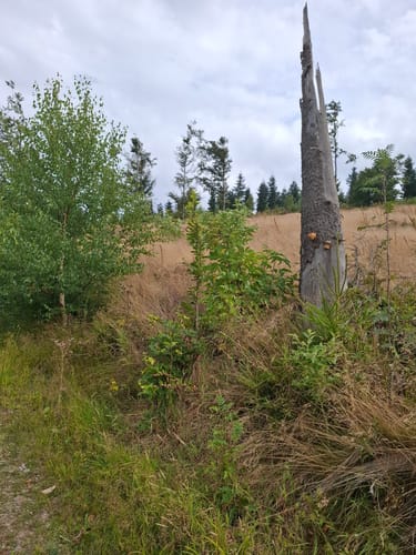 Hoher-Knochen-Weg N2