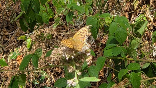 Layensteig Strimmiger Berg (Traumschleife)
