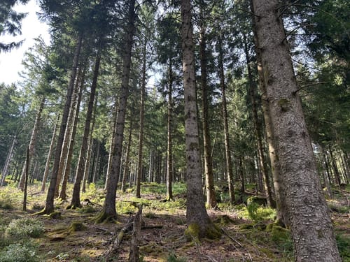 Lotharpfad - Sandkopf