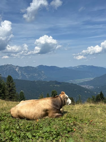 Über den Königsweg zum Schachen