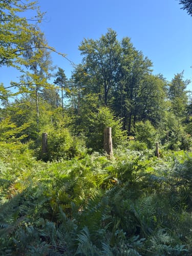 Hinterhermsdorf Runde