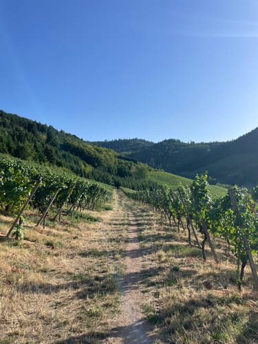 Durbacher Weitblick (Premiumwanderweg)