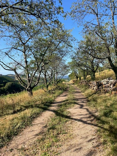 Durbacher Weitblick (Premiumwanderweg)