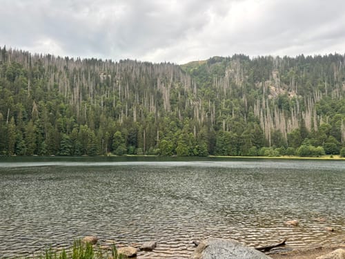 Feldbergsteig (Genießerpfad)