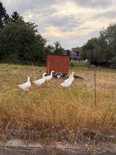 Helsa H8 - Helserbornweg