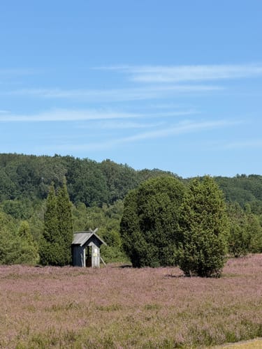 Wilseder Berg von Niederhaverbeck