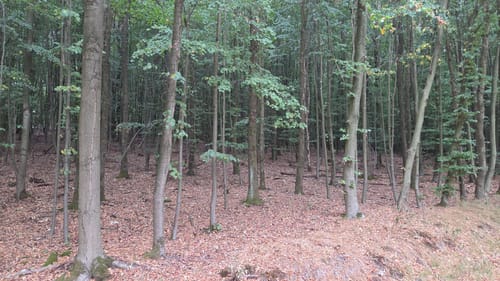 Duisburger Stadtwald Rundweg