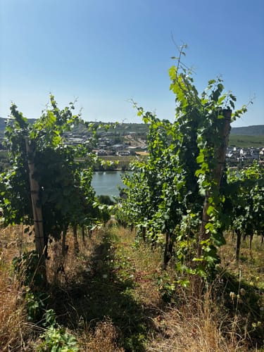Piesporter Moselbogen