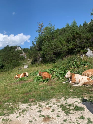 Auf den Jenner über die Wasserfallalm