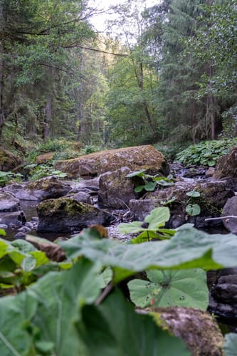 Wutenbachschlucht und Rotenbachschlucht Runde aus Holzschlag