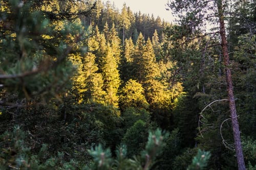 Wutenbachschlucht und Rotenbachschlucht Runde aus Holzschlag