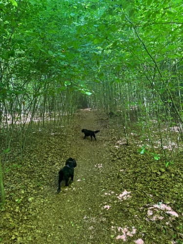 Waldschluchtenweg (Traumpfad)