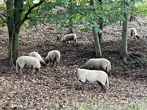 Auerbacher Schlossweg