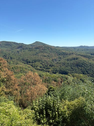 Königswinter - Drachenfels - Milchhäuschen -  Hirschburg