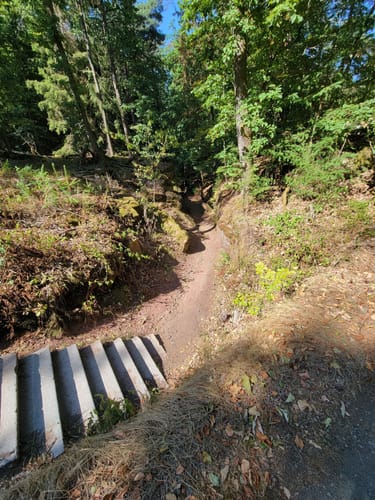 Felsenwald (Premiumwanderweg)