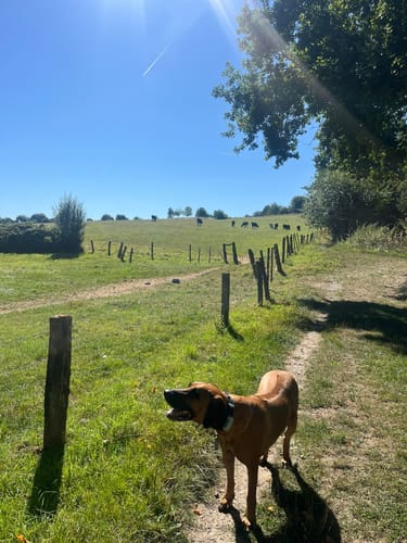 Bergisch-Neukirchen Rundweg A1