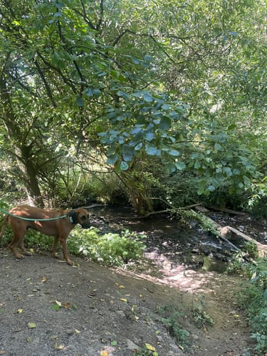 Bergisch-Neukirchen Rundweg A1