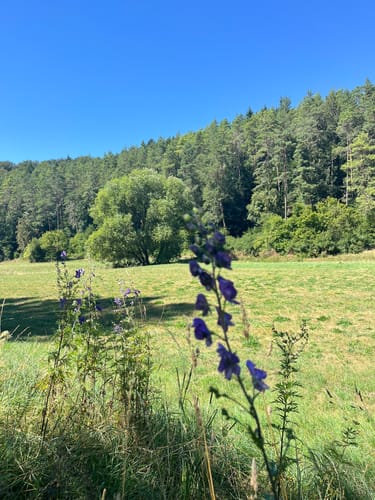 Auf den Kalvarienberg und nach Mirbach