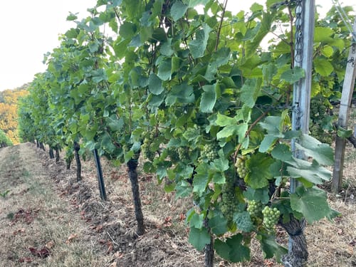 Auerbacher Schlossweg