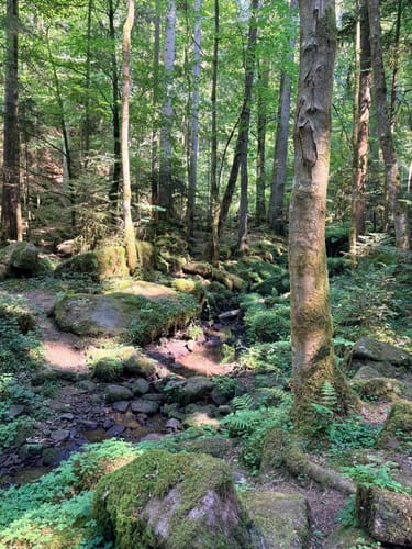 Wildes Monbachtal