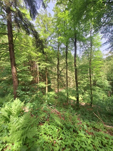 Langenei Rundwanderweg