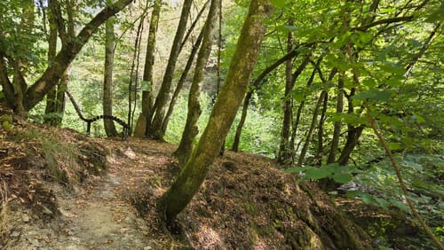 Layensteig Strimmiger Berg (Traumschleife)