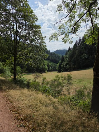 Gutacher Tälersteig (Genießerpfad)