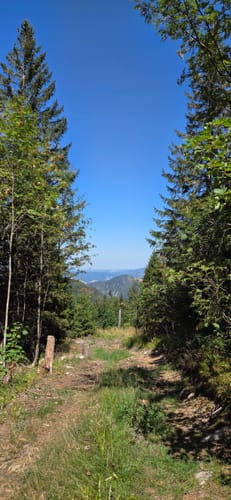 Feldbergsteig (Genießerpfad)