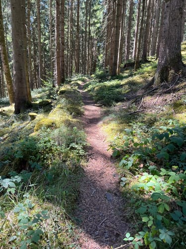 Waldpfad Groppertal (Premiumwanderweg)