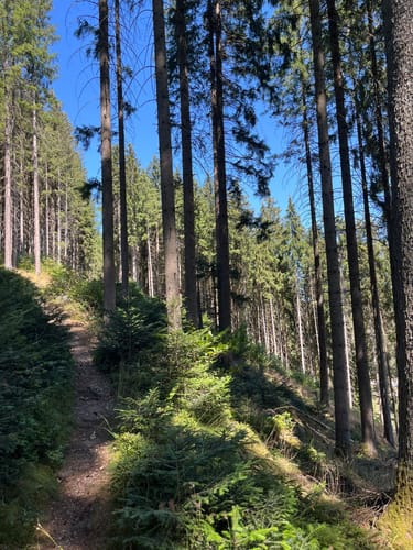 Waldpfad Groppertal (Premiumwanderweg)