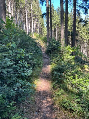 Waldpfad Groppertal (Premiumwanderweg)