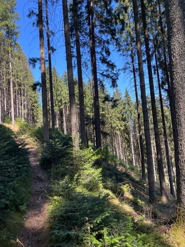 Waldpfad Groppertal (Premiumwanderweg)