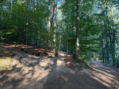 Wald & Rosen-Rundweg