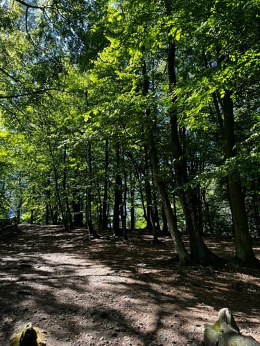 Blaubeerroute