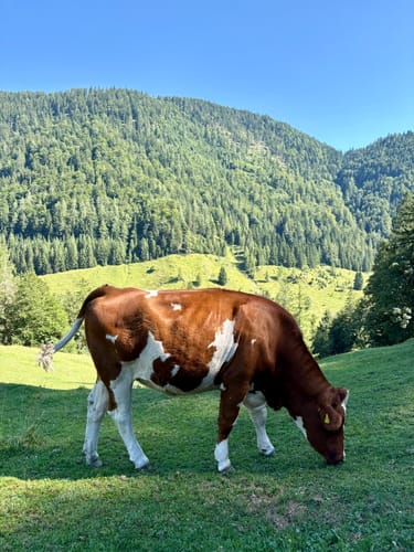 Klausenbachklamm (Premiumwanderweg)